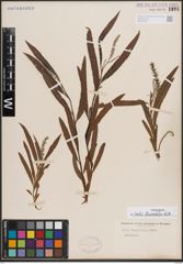 Foto von Salix fluviatilis Nutt.